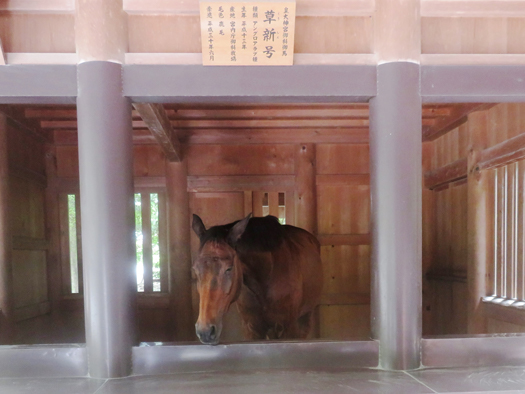 皇大神宮御料御馬(御神馬)